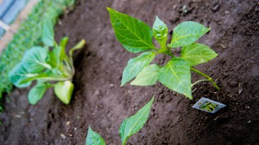 vegetable/pizza garden